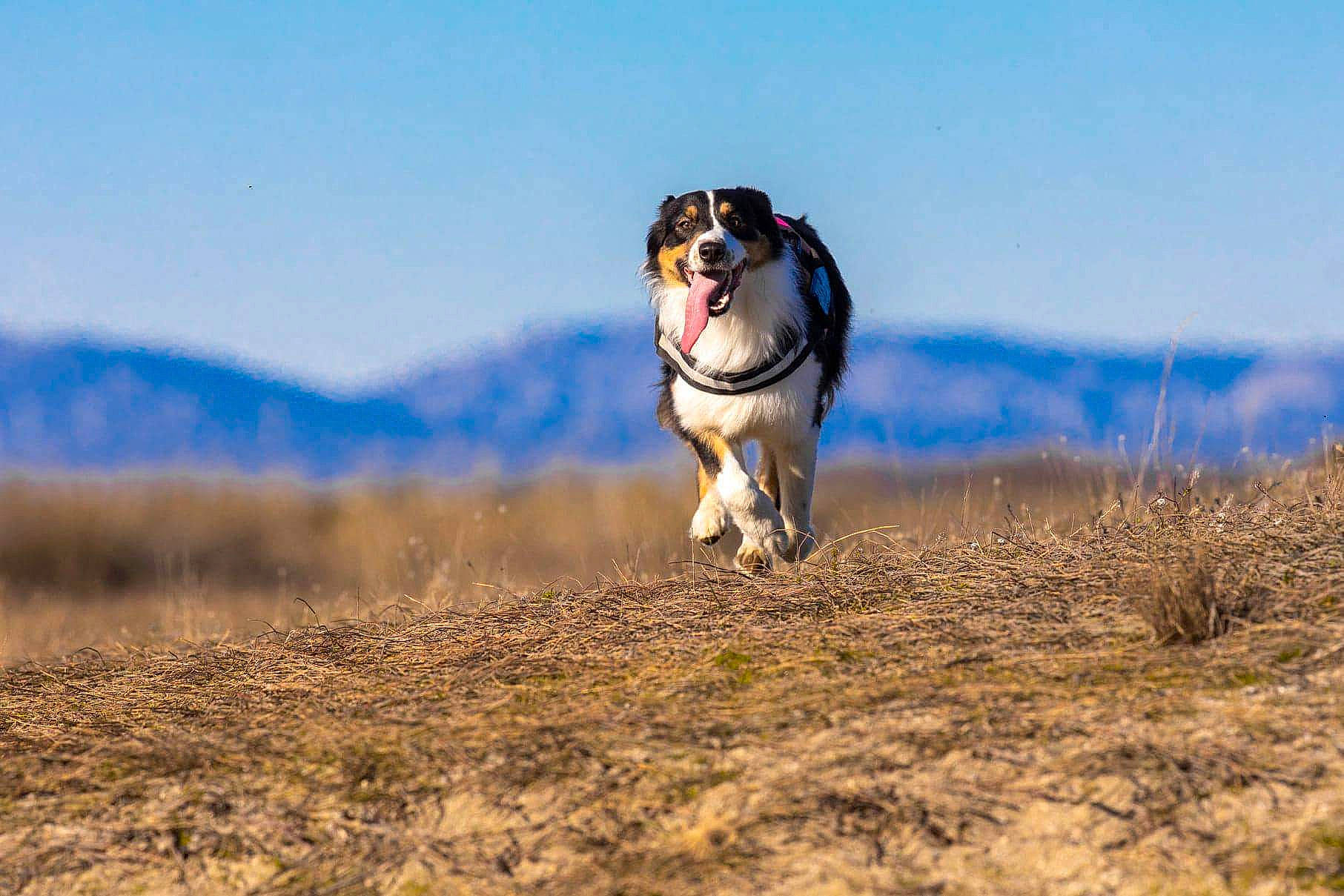 Maya participe au concours pour gagner de l'argent avec cette photo : australian_shepherd, canidae, carnivore, dog, dog_breed, hunting_dog, mammal, siberian_husky, sled_dog, smooth_collie, sporting_group, vertebrate, working_dog