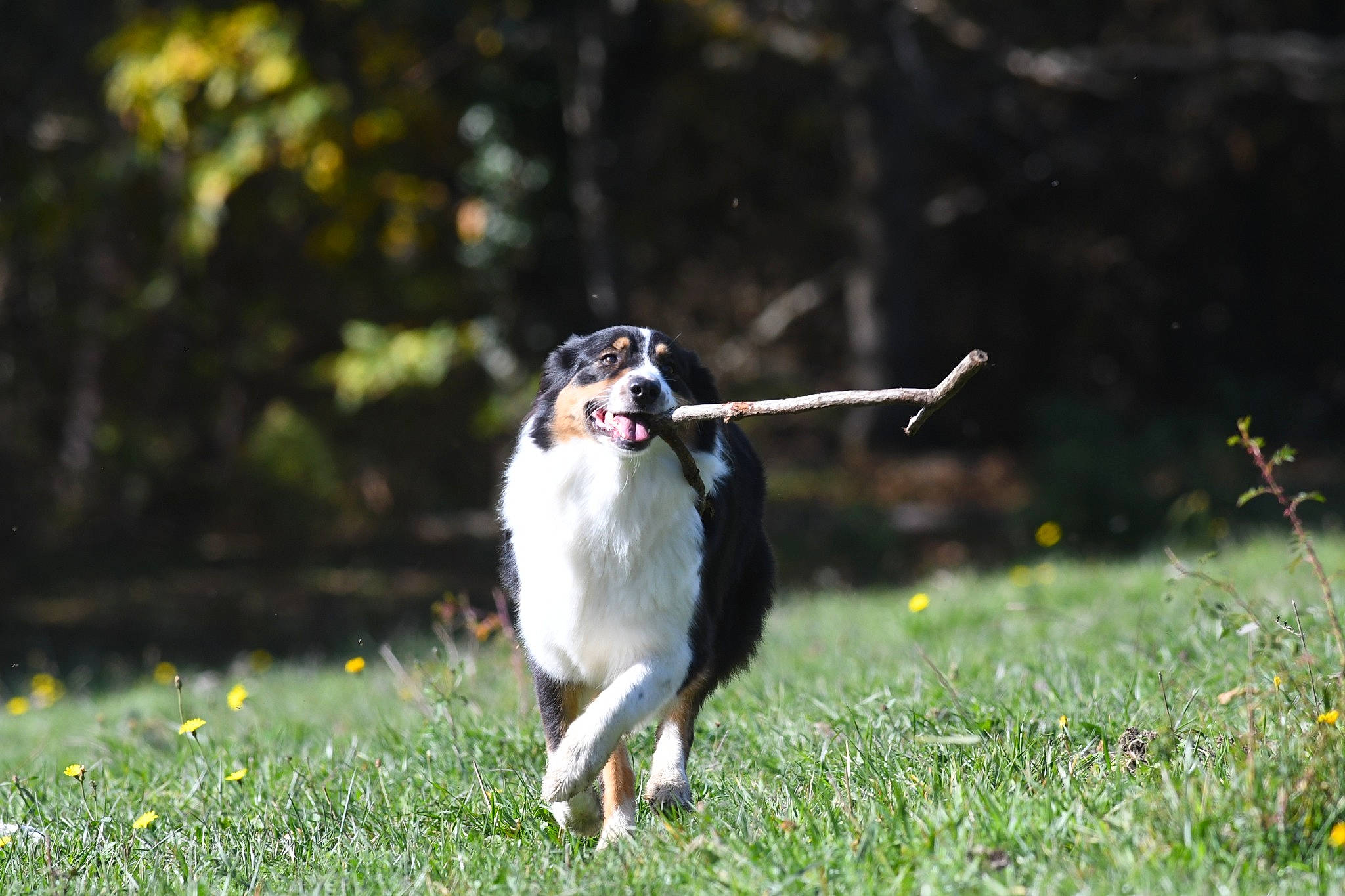 Maya participe au concours pour gagner de l'argent avec cette photo : australian_shepherd, border_collie, canidae, carnivore, dog, dog_breed, hunting_dog, leash, mammal, sporting_group, tail, vertebrate, working_dog