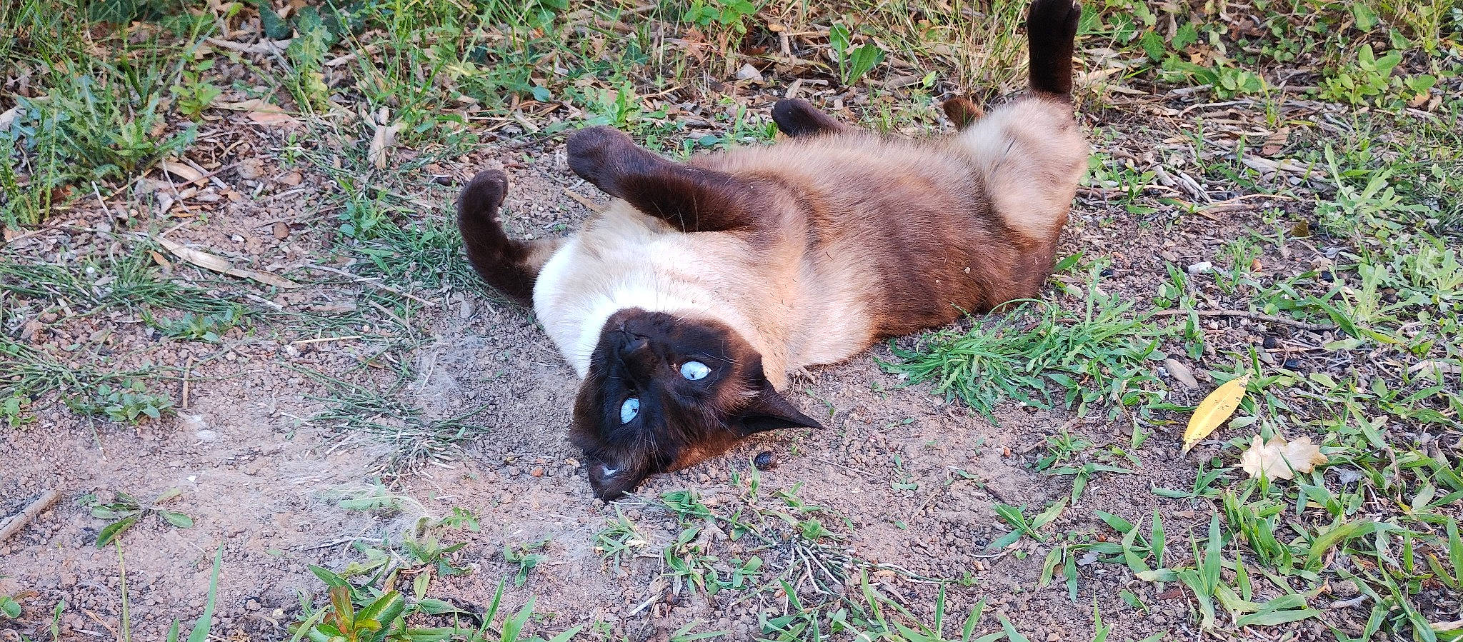 Louna participe au concours pour gagner de l'argent avec cette photo : canidae, carnivore, cat, dog_breed, fawn, felidae, fur, grass, siamese, small_to_medium_sized_cats, snout, sporting_group, tail, terrestrial_animal, whiskers, wildlife