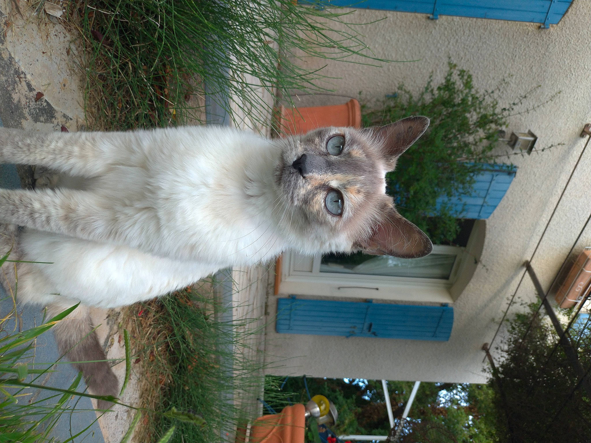 Rousquille a rejoint le concours — aidez-le/la à gagner de superbes lots ! building, canidae, carnivore, dog_breed, fawn, felidae, fur, house, marsupial, plant, small_to_medium_sized_cats, snout, sporting_group, tail, tree, trunk, whiskers, window, wood