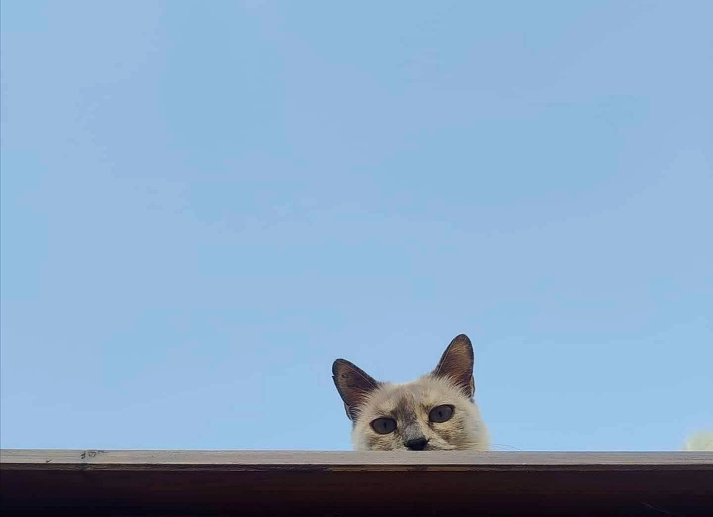 Rousquille participe au concours pour gagner de l'argent avec cette photo : building, carnivore, cat, domestic_short_haired_cat, fawn, felidae, fur, paw, sky, small_to_medium_sized_cats, snout, tail, whiskers, wildlife, window, wood