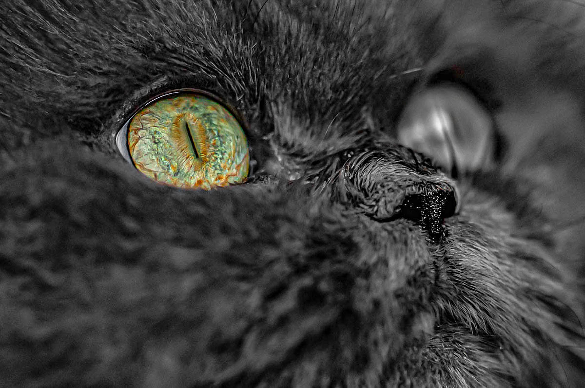 Bougnette a rejoint le concours — aidez-le/la à gagner de superbes lots ! bird_of_prey, carnivore, close_up, dog_breed, eye, felidae, fur, grey, head, macro_photography, monochrome, owl, sky, small_to_medium_sized_cats, snout, sporting_group, terrestrial_animal, whiskers, wildlife, wrinkle