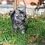 Brume participe au concours pour gagner de l'argent avec cette photo : kitten, cat, gray_tabby, grass, outdoor, nature, young_cat, animal, pet, curious, walking, feline, greenery, sunlight, ears, whiskers, soft_fur, small, playful, background_blur