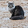 Brume participe au concours pour gagner de l'argent avec cette photo : cat, animal, fluffy, outdoor, muddy_ground, yellow_eyes, sitting, fur, pet, wildlife, nature, curious, portrait, mammal, cute, feline, whiskers, alert, ears, tail