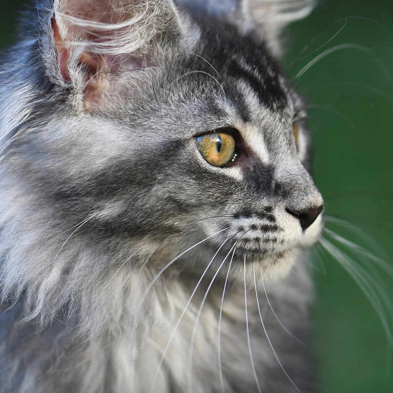 Brume participe au concours pour gagner de l'argent avec cette photo : alert, animal, cat, close_up, curious, cute, domestic_cat, feline, fluffy_fur, golden_eyes, gray_tabby, green_background, mammal, nature, outdoor, pet, portrait, profile_view, soft_focus, whiskers