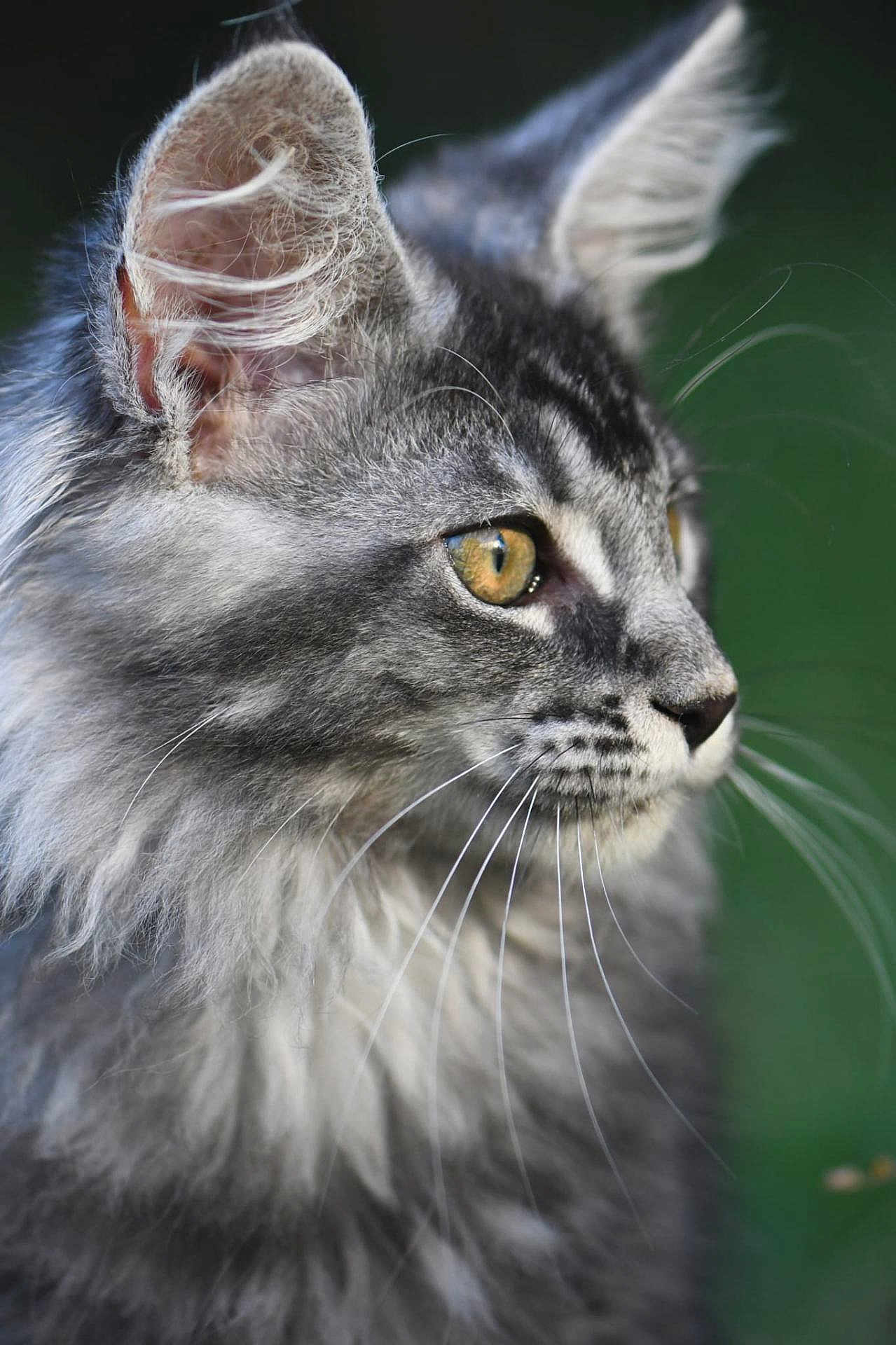 Brume participe au concours pour gagner de l'argent avec cette photo : cat, gray_tabby, close_up, whiskers, golden_eyes, fluffy_fur, profile_view, animal, pet, feline, nature, outdoor, portrait, soft_focus, green_background, curious, alert, mammal, cute, domestic_cat