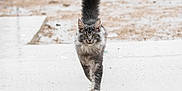 Brume a rejoint le concours — aidez-le/la à gagner de superbes lots ! cat, gray_cat, fluffy, long_hair, walking, rain, wet_surface, tail_up, outdoor, confident, animal, pet, feline, focused, cute, nature, rainy_day, puddle, motion, closeup