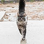 cat, gray_cat, fluffy, long_hair, walking, rain, wet_surface, tail_up, outdoor, confident, animal, pet, feline, focused, cute, nature, rainy_day, puddle, motion, closeup