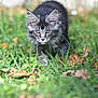 kitten, cat, gray_tabby, grass, greenery, autumn_leaves, outdoor, nature, young_animal, animal, cute, fluffy, eyes, walking, mammal, whiskers, daylight, small, pet, feline