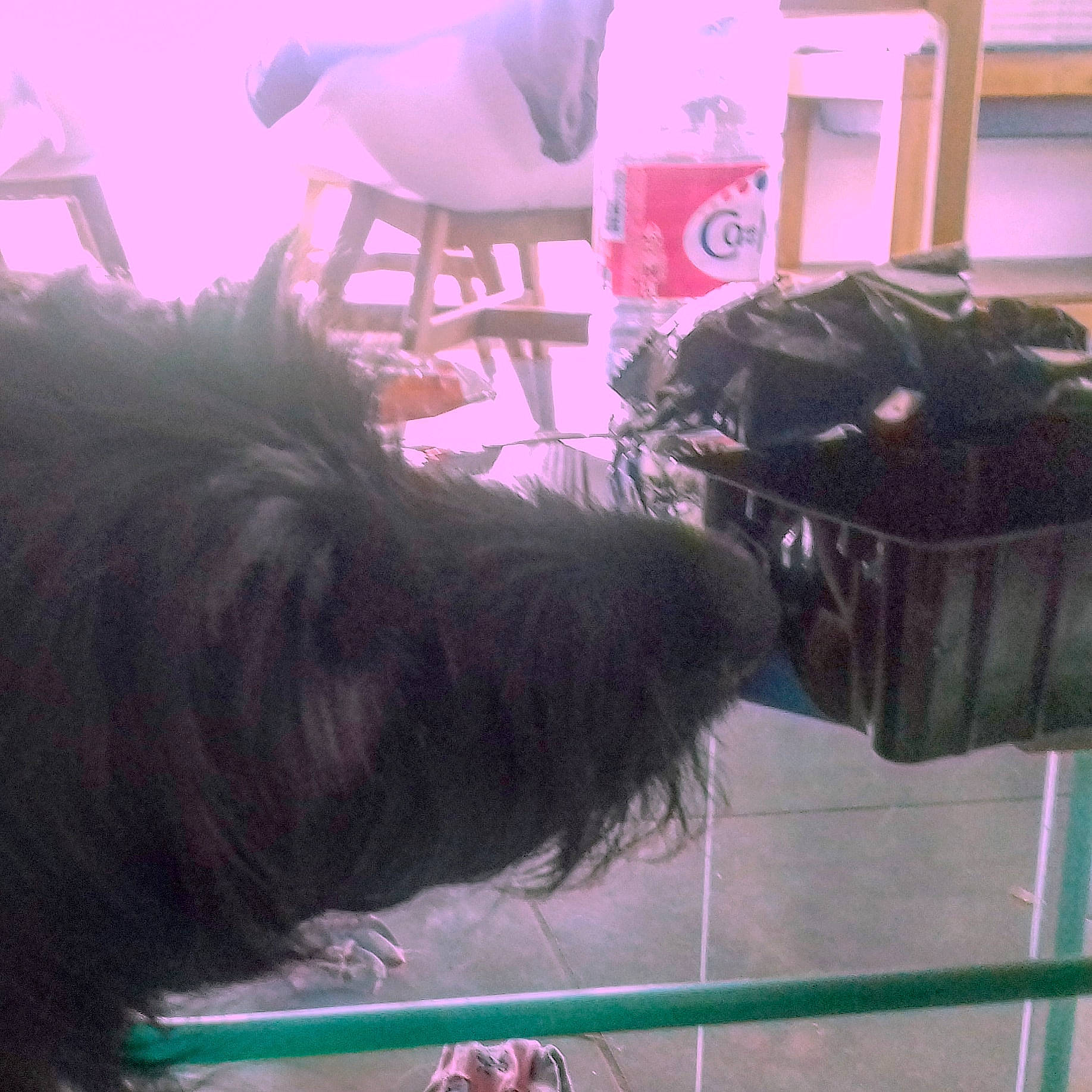 Nawa a rejoint le concours — aidez-le/la à gagner de superbes lots ! canidae, carnivore, chair, collar, companion_dog, dog, dog_breed, dog_collar, fence, fur, giant_dog_breed, liver, luggage_and_bags, pet_supply, small_terrier, snout, sporting_group, tail, terrier, working_animal