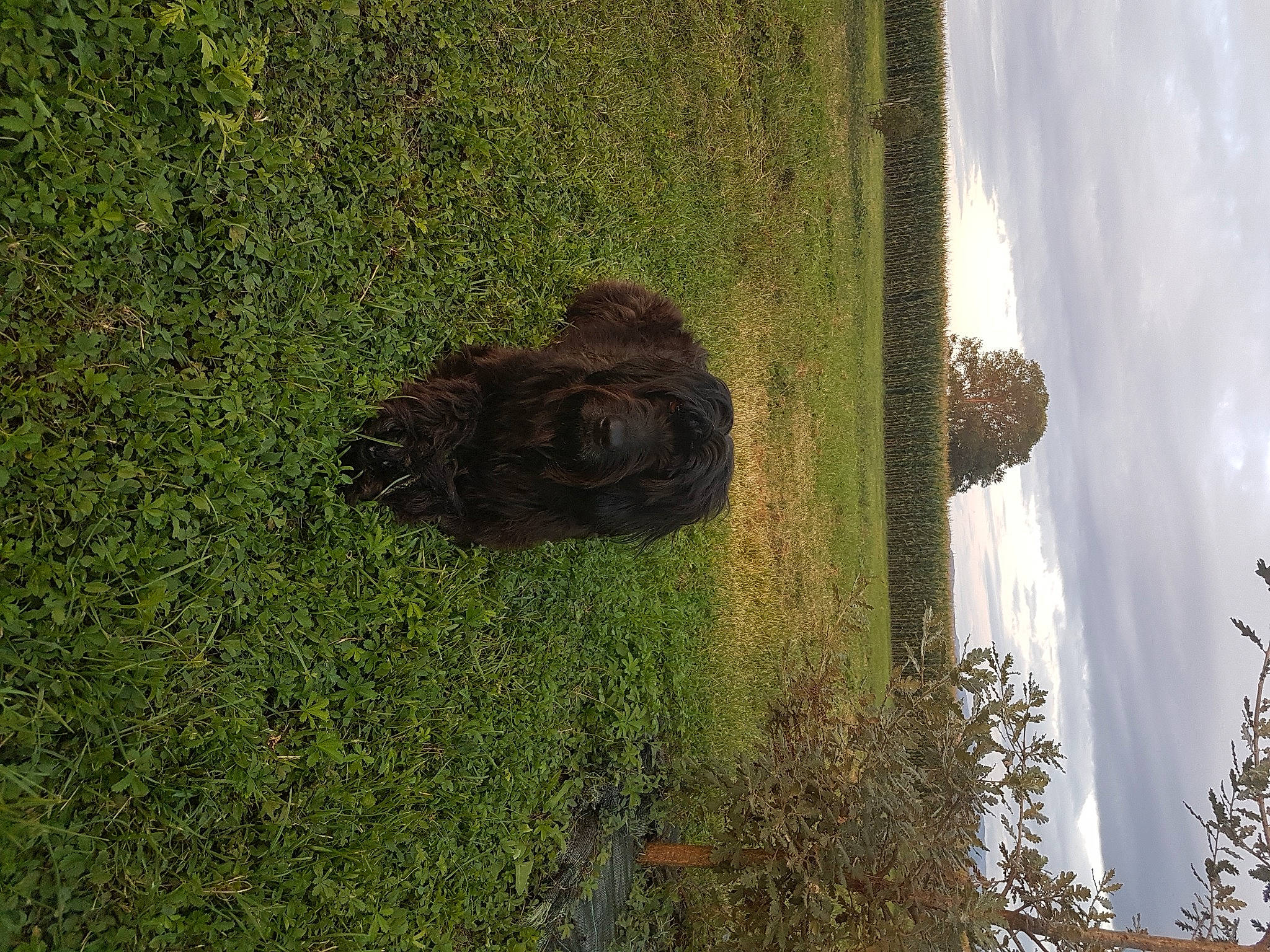 Nawa participe au concours pour gagner de l'argent avec cette photo : biome, cloud, grass, grass_family, grassland, groundcover, landscape, pasture, plant, rock, sculpture, shadow, shrub, sky, soil, terrestrial_animal, tree, trunk, vegetation, wood