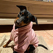 Upsy a rejoint le concours — aidez-le/la à gagner de superbes lots ! black_and_tan, canine, casual, cozy, curious, cute, dog, domestic_animal, head_tilt, household_items, indoor, pet, pet_clothing, pink_hoodie, puppy, rug, sitting, small_dog, tile_floor, wooden_furniture