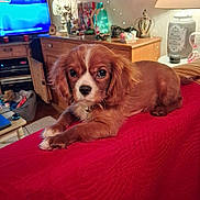 Charlye participe au concours pour gagner de l'argent avec cette photo : puppy, dog, red_quilt, couch, lamp, wooden_cabinet, living_room, cozy, indoors, pet, brown_fur, white_markings, collar, table, decor, television, soft_lighting, relaxing, furniture, home