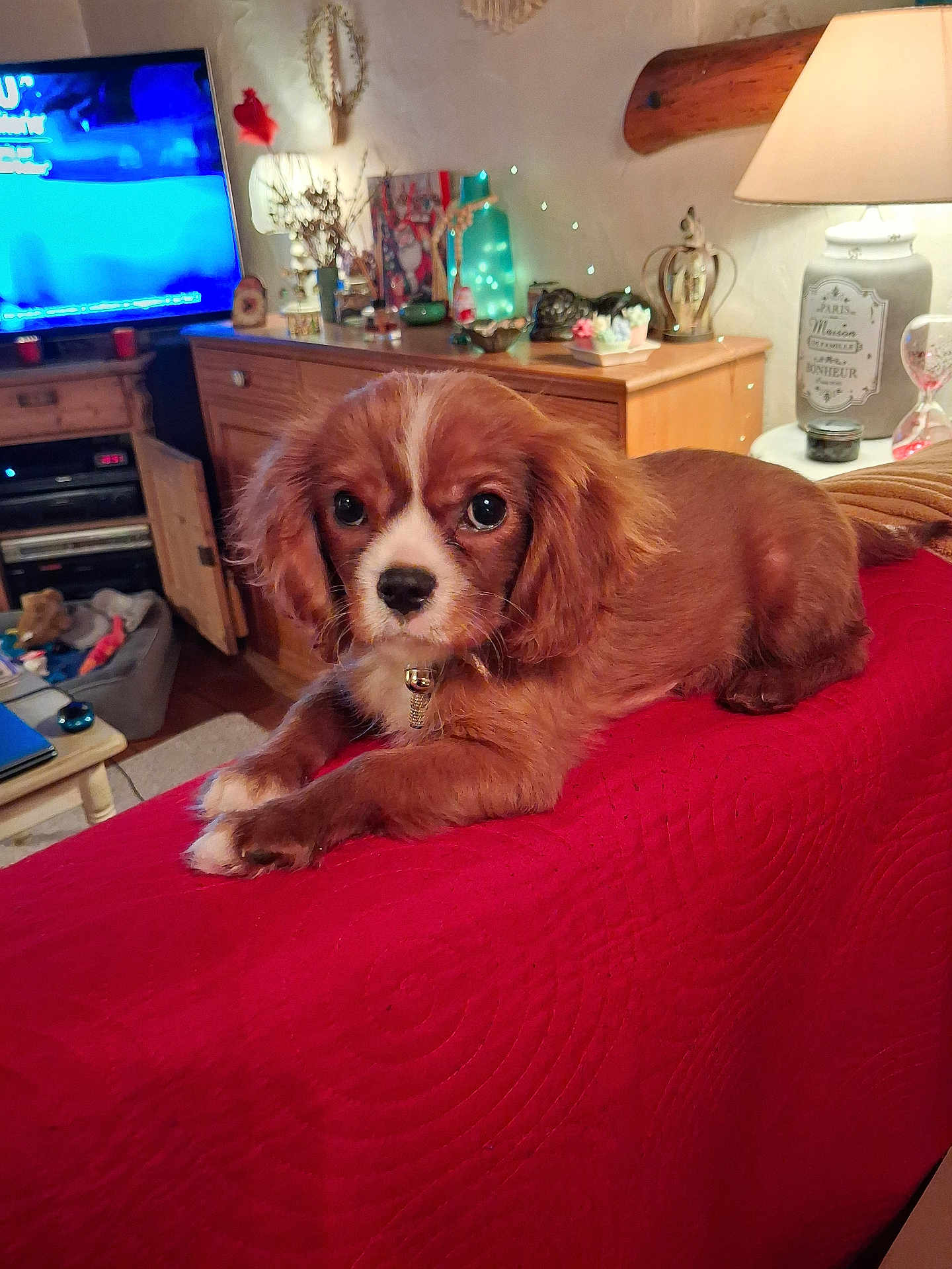 Charlye participe au concours pour gagner de l'argent avec cette photo : puppy, dog, red_quilt, couch, lamp, wooden_cabinet, living_room, cozy, indoors, pet, brown_fur, white_markings, collar, table, decor, television, soft_lighting, relaxing, furniture, home
