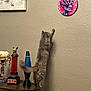 Lizzy is registered to the contest to win money with this photo: art, cat, clock, decor, fluffy, furniture, gray_cat, indoor, lava_lamp, metallica, object, pet, reaching, room, skull, standing, table, textured_wall, trophy, wall
