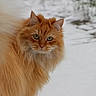 animal, cat, close_up, curious, cute, ears, feline, fluffy, fur, long_hair, mammal, nature, orange_cat, outdoor, pet, portrait, snow, tail, whiskers, winter