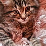 animal, blanket, cat, close_up, cozy, cute, ears, eyes, fluffy, fur, indoor, kitten, paws, pet, resting, sleepy, soft, tabby, whiskers, young
