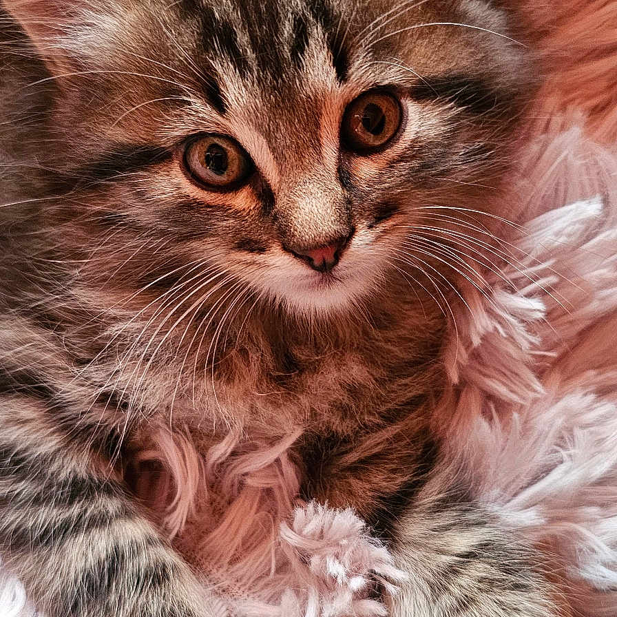 Aïko a rejoint le concours — aidez-le/la à gagner de superbes lots ! animal, blanket, cat, close_up, cozy, cute, ears, eyes, fluffy, fur, indoor, kitten, paws, pet, resting, sleepy, soft, tabby, whiskers, young