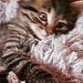 animal, blanket, blurred, cat, closeup, cozy, cute, fluffy, fur, furry, indoor, kitten, paw, pet, pink, resting, sleepy, soft, tabby, young