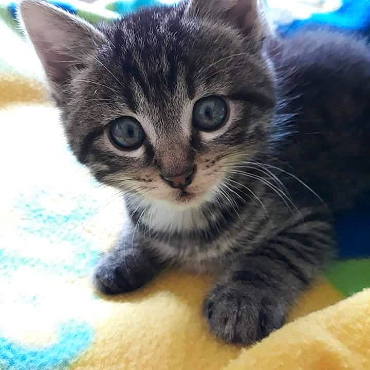 Odin a rejoint le concours — aidez-le/la à gagner de superbes lots ! carnivore, cat, claw, domestic_short_haired_cat, eye, felidae, fur, paw, small_to_medium_sized_cats, snout, tail, whiskers, wildlife, window