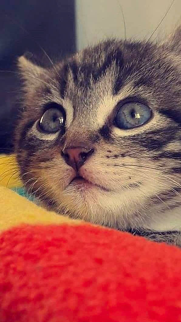 Odin participe au concours pour gagner de l'argent avec cette photo : carnivore, cat, close_up, comfort, domestic_short_haired_cat, eye, fawn, felidae, fur, hair, head, iris, nose, paw, photo_caption, small_to_medium_sized_cats, snout, terrestrial_animal, whiskers, wildlife