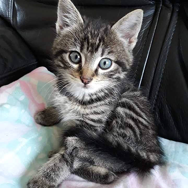 Odin participe au concours pour gagner de l'argent avec cette photo : carnivore, cat, claw, comfort, couch, domestic_short_haired_cat, eye, felidae, foot, fur, iris, metal, paw, sitting, small_to_medium_sized_cats, snout, tail, whiskers