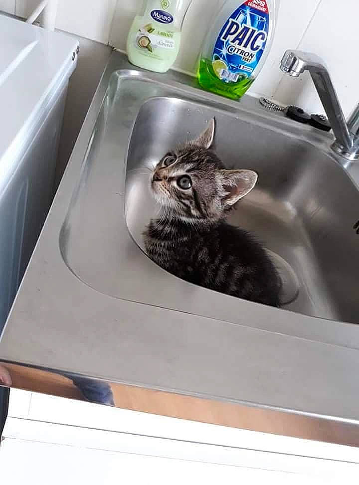 Odin a rejoint le concours — aidez-le/la à gagner de superbes lots ! automotive_design, bathroom_accessory, bathroom_sink, bird, ceramic, felidae, fluid, gas, household_hardware, kitchen_appliance, kitchen_sink, major_appliance, motor_vehicle, plumbing, plumbing_fixture, room, sink, tap, vehicle, water