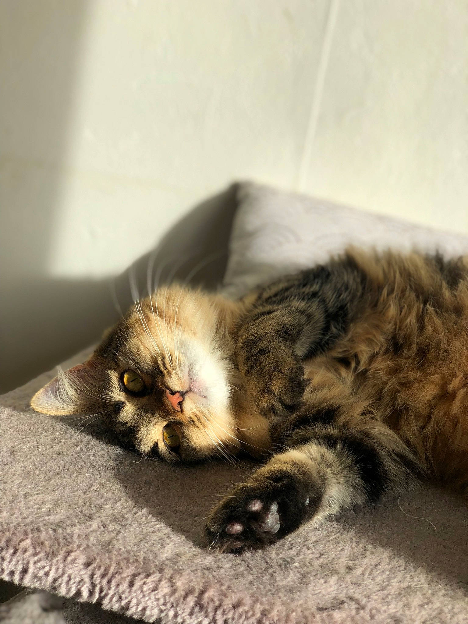 Thalysse participe au concours pour gagner de l'argent avec cette photo : british_longhair, carnivore, cat, claw, comfort, domestic_short_haired_cat, felidae, fur, grey, hardwood, nap, paw, sleep, small_to_medium_sized_cats, snout, tail, terrestrial_animal, whiskers, wood