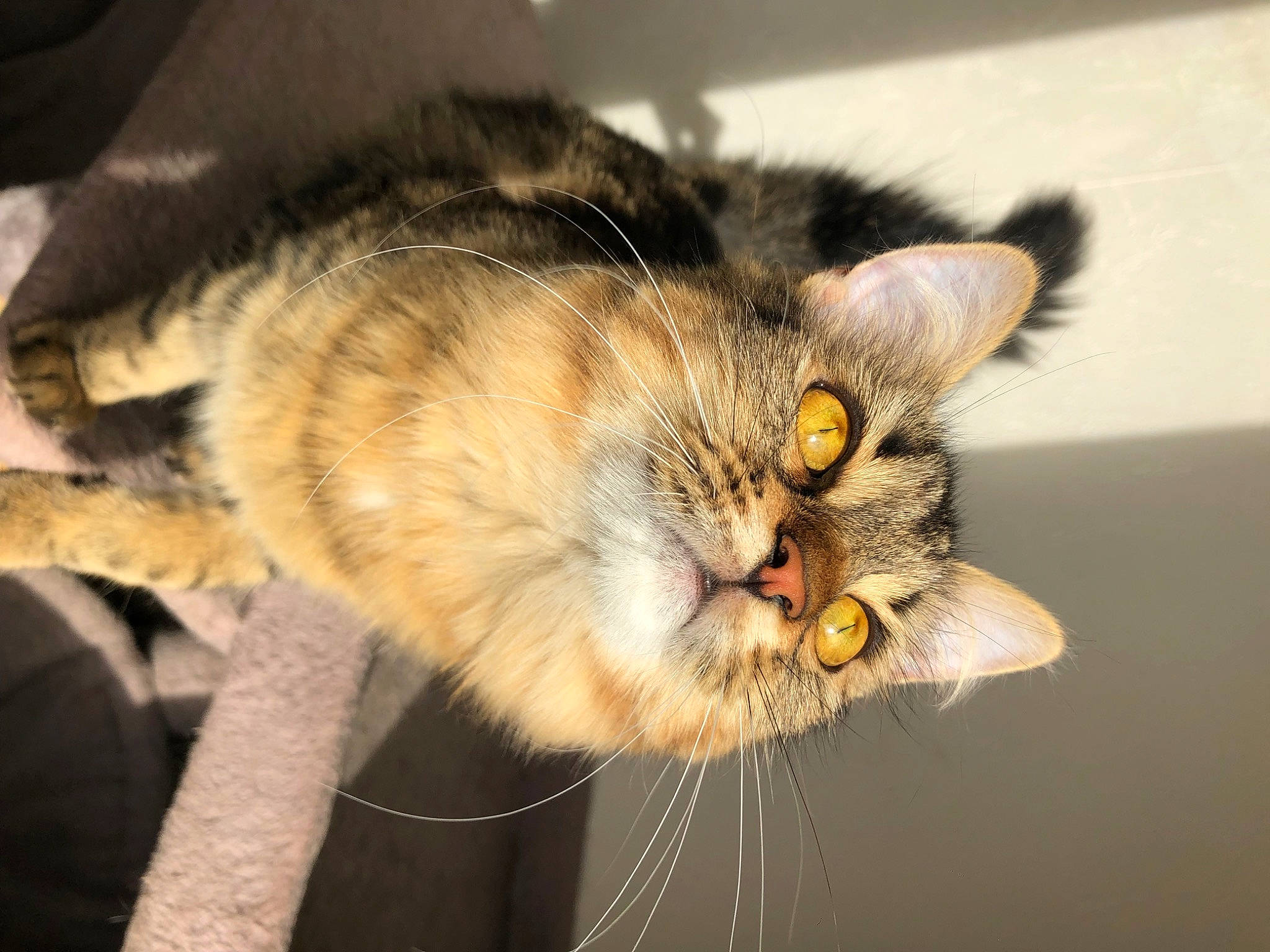 Thalysse participe au concours pour gagner de l'argent avec cette photo : carnivore, cat, claw, domestic_short_haired_cat, eye, felidae, fur, paw, small_to_medium_sized_cats, snout, whiskers, wildlife