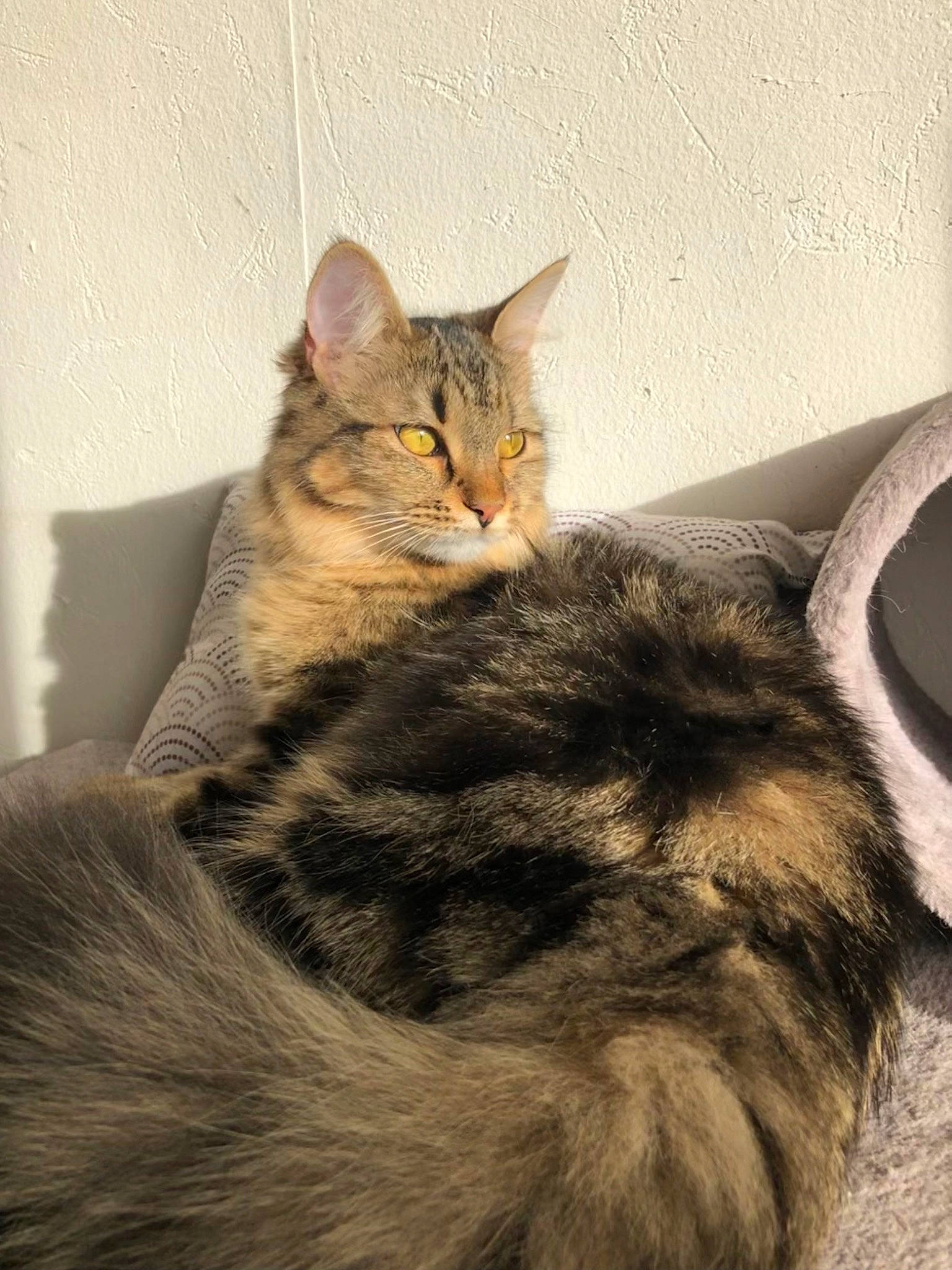 Thalysse a rejoint le concours — aidez-le/la à gagner de superbes lots ! carnivore, cat, claw, comfort, domestic_short_haired_cat, ear, felidae, fur, gesture, paw, sitting, small_to_medium_sized_cats, snout, tail, terrestrial_animal, whiskers