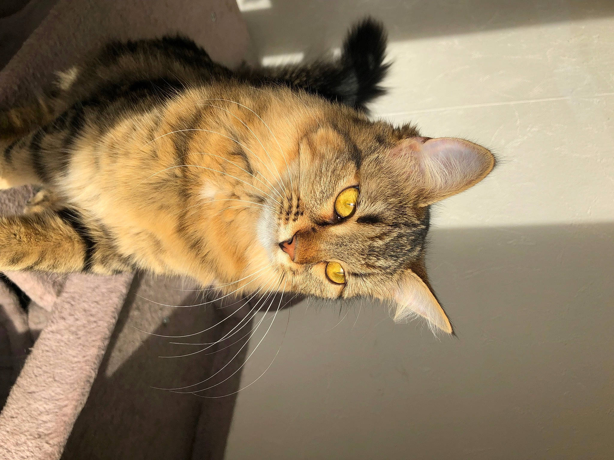 Thalysse a rejoint le concours — aidez-le/la à gagner de superbes lots ! carnivore, cat, claw, domestic_short_haired_cat, ear, eye, felidae, fur, paw, small_to_medium_sized_cats, snout, tail, terrestrial_animal, whiskers