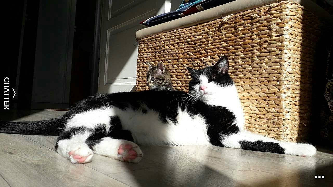 Baby participe au concours pour gagner de l'argent avec cette photo : carnivore, cat, comfort, domestic_short_haired_cat, felidae, flooring, foot, fur, leg, mammal, paw, pet_supply, sitting, small_to_medium_sized_cats, snout, tail, vertebrate, whiskers, wicker, wood