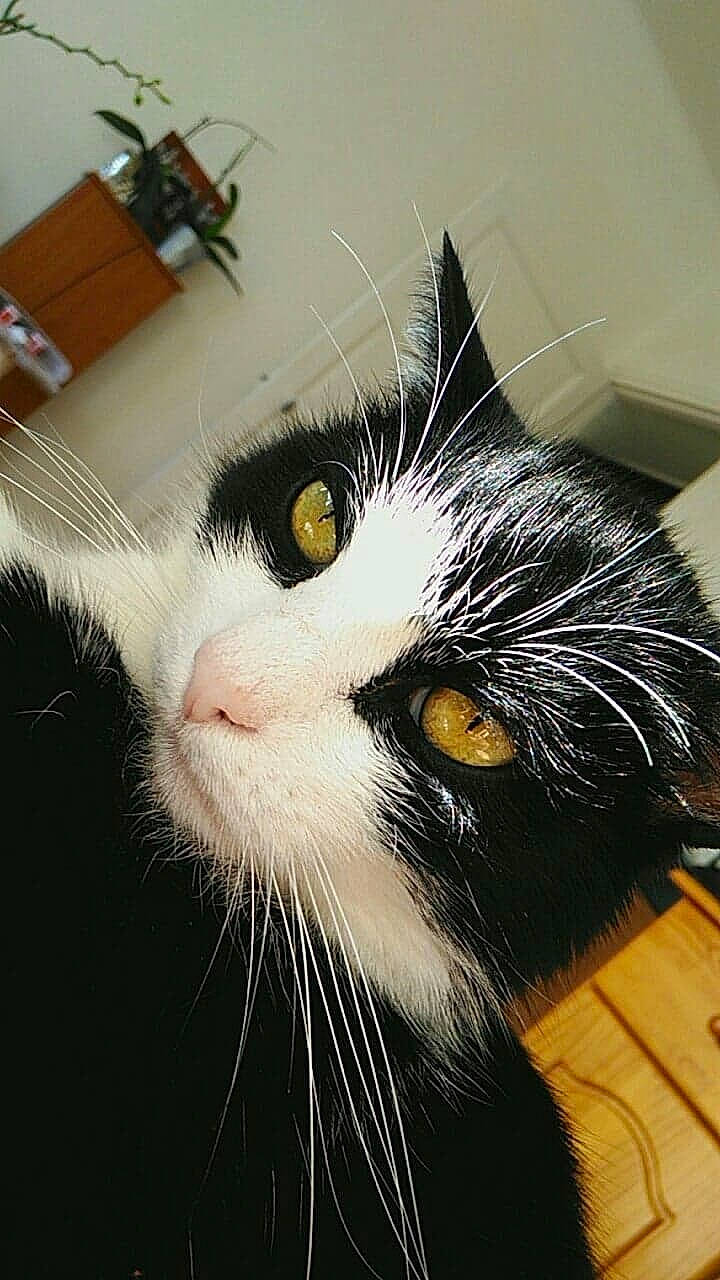 Baby a rejoint le concours — aidez-le/la à gagner de superbes lots ! black_cat, carnivore, cat, domestic_short_haired_cat, eye, felidae, fur, iris, paw, plant, small_to_medium_sized_cats, snout, tail, whiskers, window