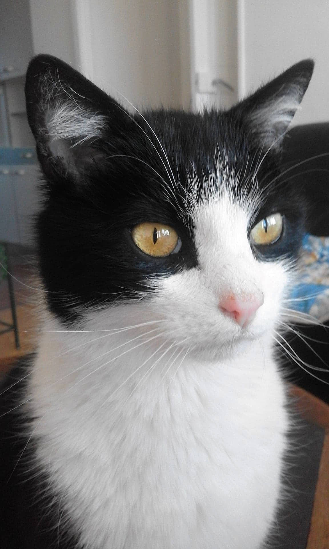 Baby a rejoint le concours — aidez-le/la à gagner de superbes lots ! carnivore, cat, chair, domestic_short_haired_cat, felidae, fur, iris, small_to_medium_sized_cats, snout, tail, whiskers, window