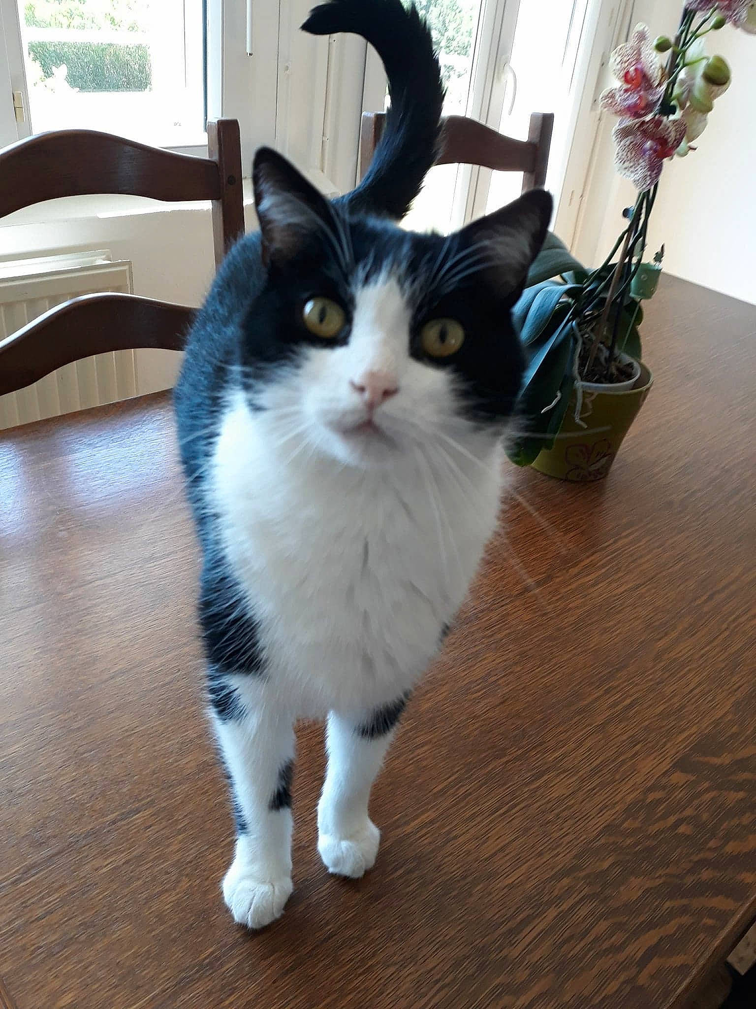 Baby a rejoint le concours — aidez-le/la à gagner de superbes lots ! carnivore, cat, eye, felidae, floor, flooring, flower, flowerpot, fur, hardwood, houseplant, laminate_flooring, plant, small_to_medium_sized_cats, snout, tail, whiskers, window, wood, wood_flooring