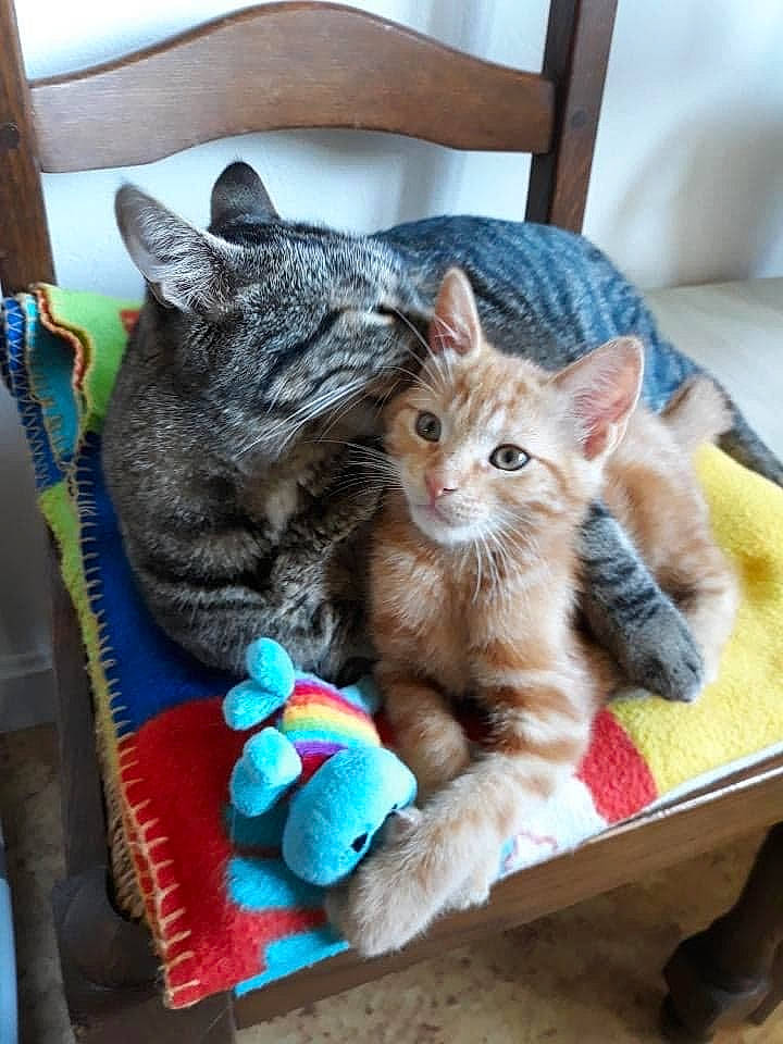 Peanut participe au concours pour gagner de l'argent avec cette photo : blue, carnivore, cat, claw, comfort, domestic_short_haired_cat, felidae, fur, knitting, nap, paw, room, sitting, small_to_medium_sized_cats, snout, tail, whiskers, window