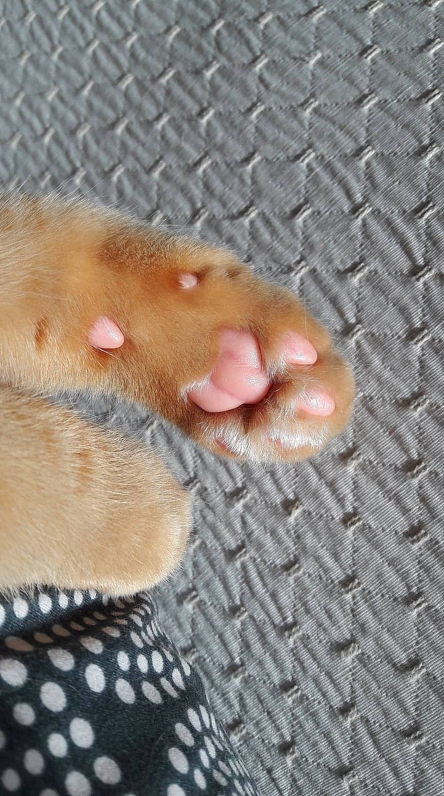 Peanut participe au concours pour gagner de l'argent avec cette photo : barefoot, canidae, dog_breed, fawn, flooring, foot, fur, liver, livestock, nail, pattern, paw, snout, sporting_group, suidae, terrestrial_animal, toe, whiskers, working_animal, wrinkle