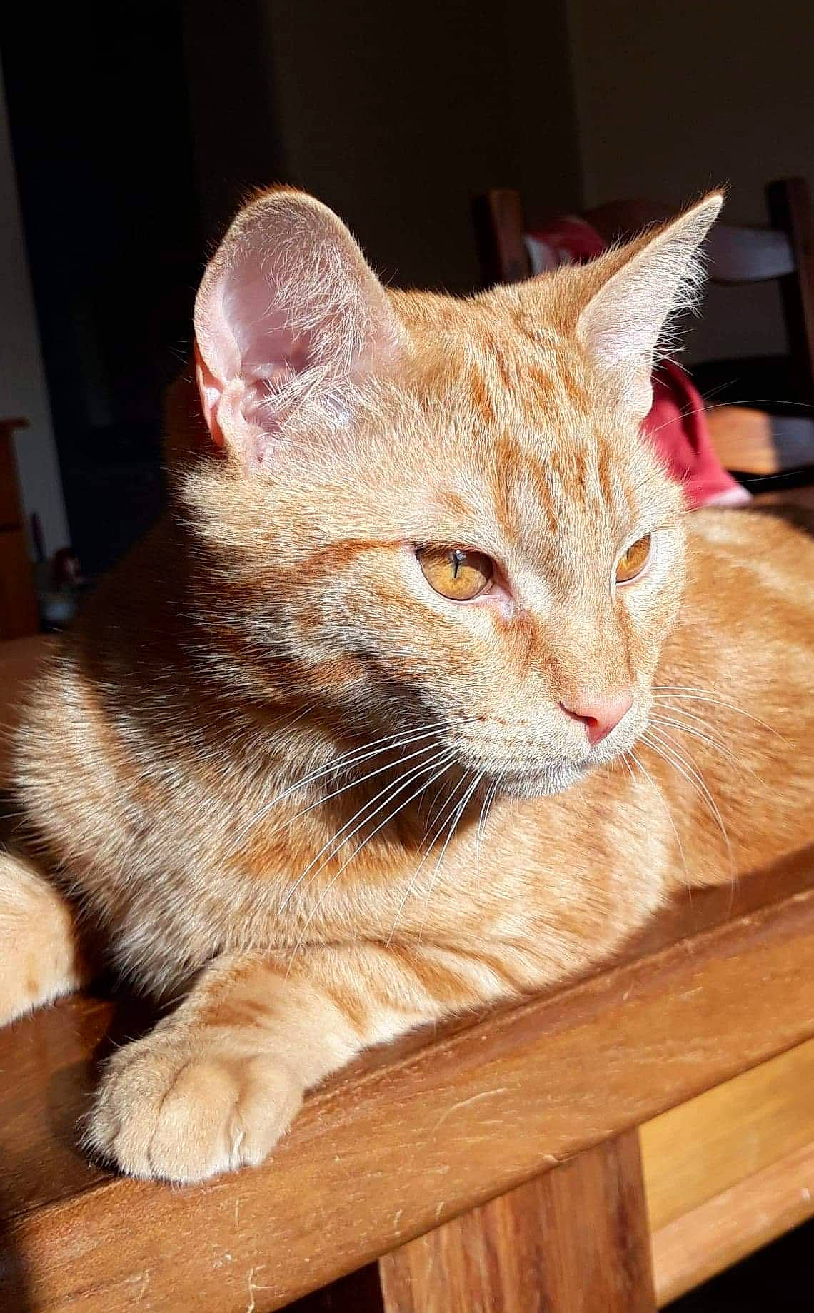 Peanut participe au concours pour gagner de l'argent avec cette photo : carnivore, cat, cat_supply, claw, collar, domestic_short_haired_cat, fawn, felidae, fur, hardwood, paw, small_to_medium_sized_cats, snout, tail, terrestrial_animal, whiskers, window, wood, wood_stain