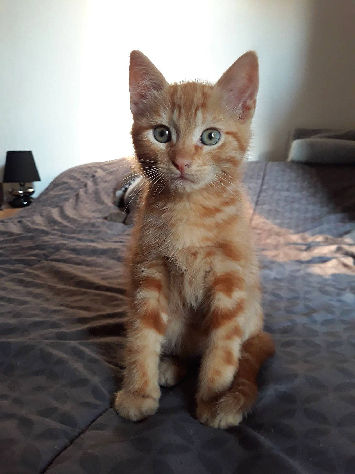 Peanut participe au concours pour gagner de l'argent avec cette photo : carnivore, cat, claw, comfort, domestic_short_haired_cat, fawn, felidae, flooring, foot, fur, iris, lamp, paw, sitting, small_to_medium_sized_cats, snout, tail, terrestrial_animal, whiskers, wood