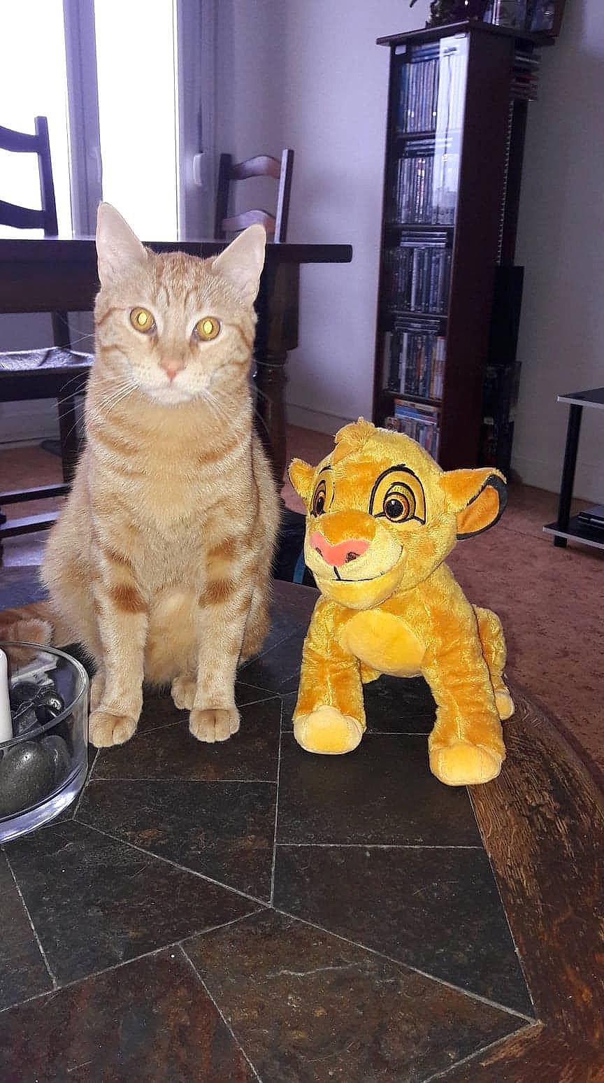 Peanut a rejoint le concours — aidez-le/la à gagner de superbes lots ! art, carnivore, cat, claw, domestic_short_haired_cat, door, fawn, felidae, flooring, fur, paw, small_to_medium_sized_cats, snout, tableware, tail, toy, vertebrate, whiskers, window, wood