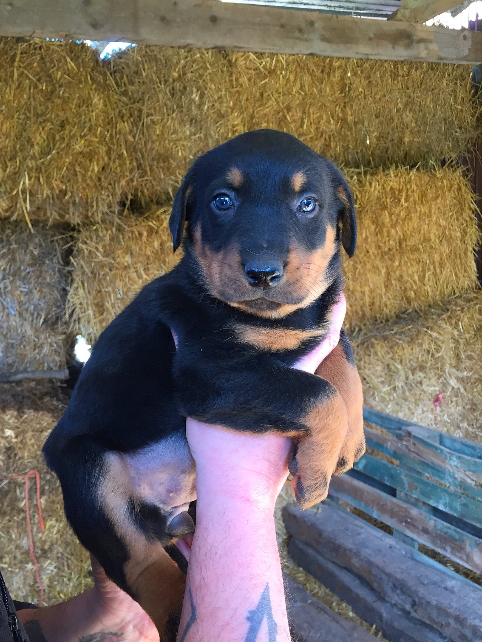 Saïka participe au concours pour gagner de l'argent avec cette photo : beaglier, canidae, carnivore, companion_dog, dog, dog_breed, electric_blue, fawn, guard_dog, hunting_dog, pet_supply, plant, puppy, sitting, snout, sporting_group, street_dog, terrestrial_animal, working_animal, working_dog