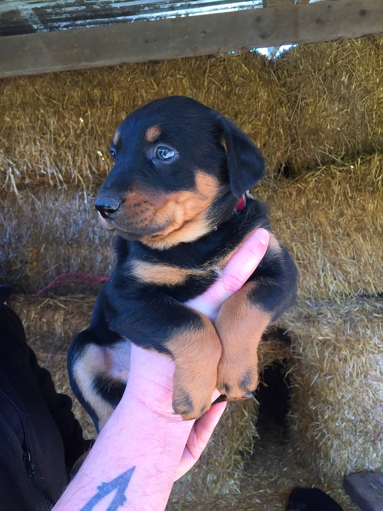 Saïka a rejoint le concours — aidez-le/la à gagner de superbes lots ! canidae, carnivore, collar, companion_dog, dog, dog_breed, dog_collar, electric_blue, fawn, fur, guard_dog, paw, personal_protective_equipment, pet_supply, rottweiler, snout, sporting_group, whiskers, working_animal, working_dog