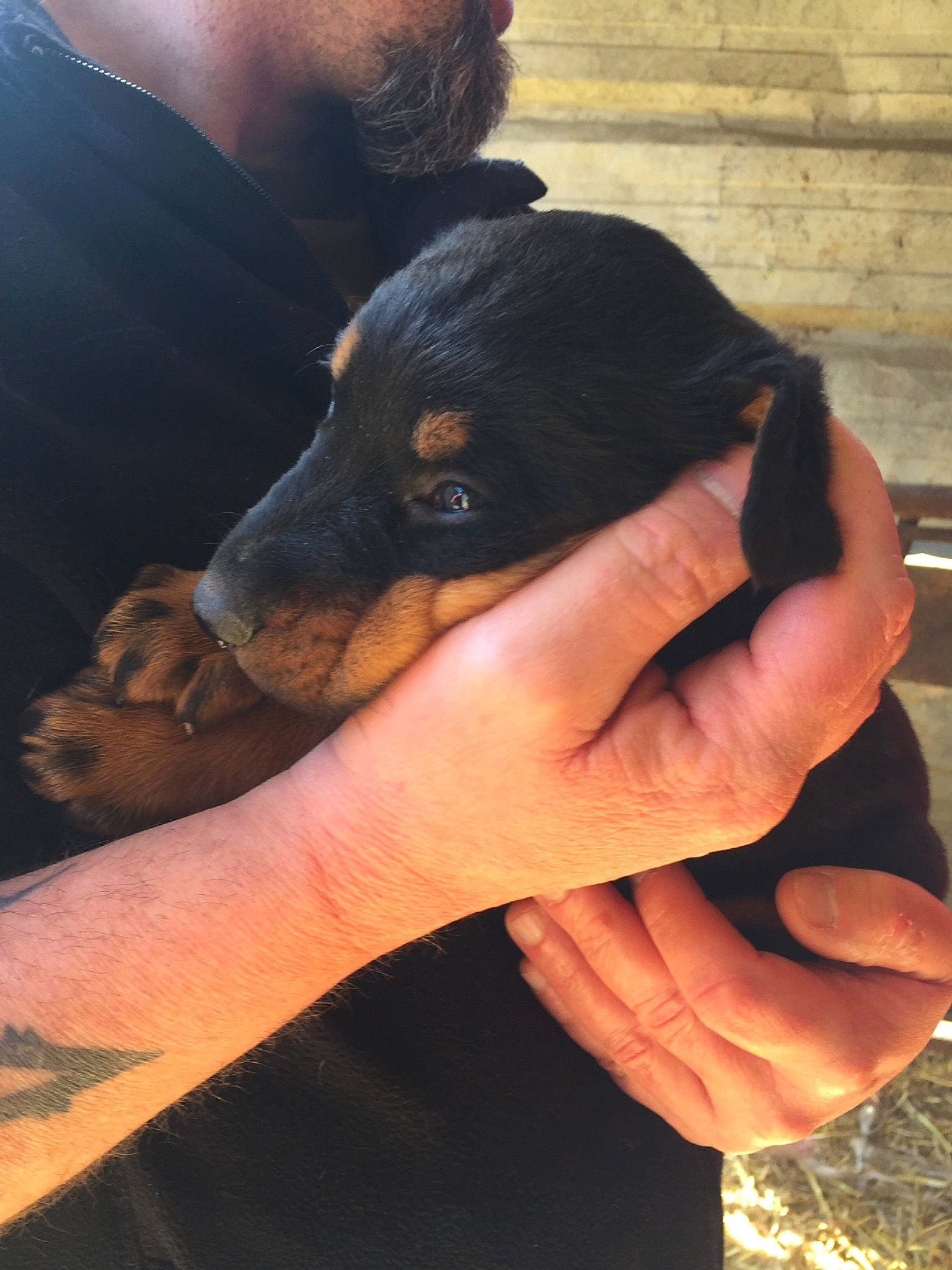 Saïka a rejoint le concours — aidez-le/la à gagner de superbes lots ! beard, carnivore, comfort, companion_dog, couch, dog, dog_breed, ear, gesture, guard_dog, human, nail, paw, rottweiler, snout, thumb, toy_dog, working_animal, working_dog, wrist