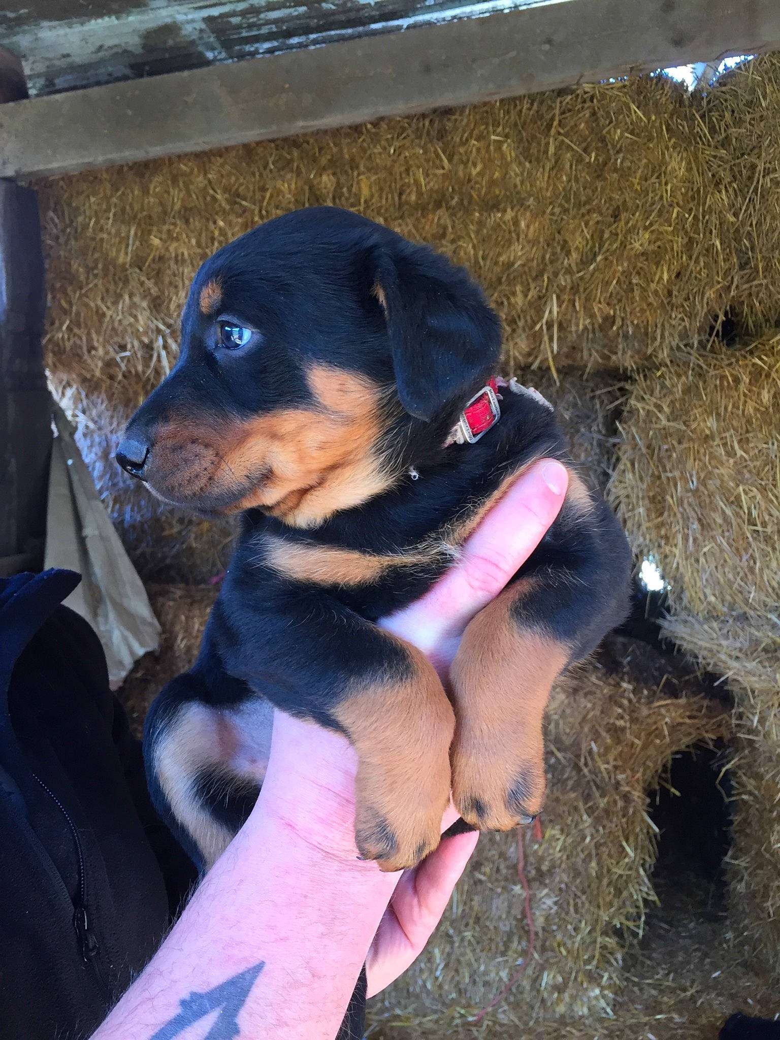 Saïka a rejoint le concours — aidez-le/la à gagner de superbes lots ! austrian_black_and_tan_hound, canidae, carnivore, collar, companion_dog, dog, dog_breed, dog_collar, dog_supply, electric_blue, fawn, gesture, guard_dog, pet_supply, plant, puppy, rottweiler, sporting_group, working_animal, working_dog