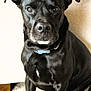 dog, black_dog, pet, indoor, carpet, collar, portrait, sitting, animal, fur, looking_at_camera, close_up, ears, face, eyes, nostrils, calm, domestic_animal, mammal, companion