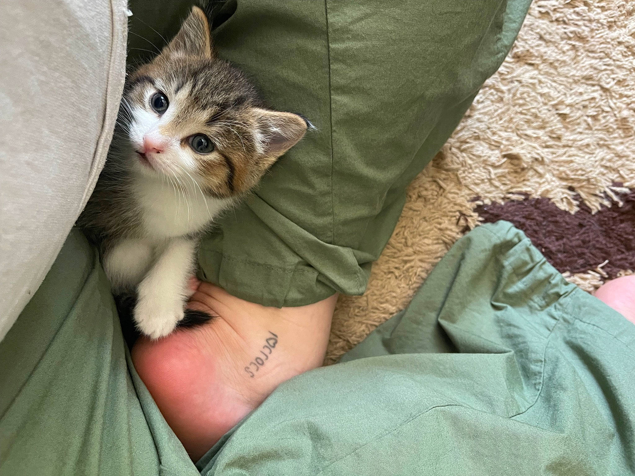Kitten is registered to the contest to win money with this photo: carnivore, cat, comfort, domestic_short_haired_cat, fawn, felidae, finger, foot, fur, gesture, human_leg, leg, mammal, nail, paw, sitting, small_to_medium_sized_cats, thigh, vertebrate, whiskers