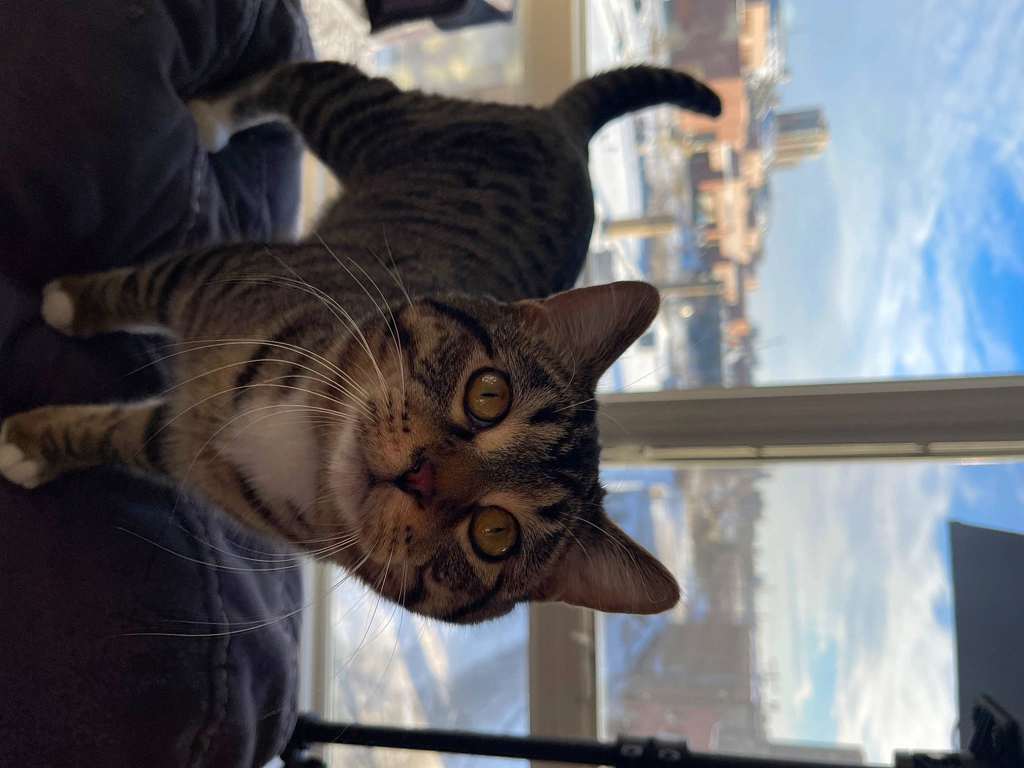 Jasper is registered to the contest to win money with this photo: carnivore, cat, claw, cloud, comfort, domestic_short_haired_cat, fawn, felidae, fur, metal, paw, plant, sky, small_to_medium_sized_cats, tail, tree, whiskers, window, wood