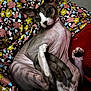 Luna a rejoint le concours — aidez-le/la à gagner de superbes lots ! sphynx_cat, hairless_cat, cat, pet, animal, indoor, cushion, floral_pattern, colorful, relaxed, curled_up, ears, wrinkled_skin, closeup, feline, portrait, seated, domestic_animal, soft_lighting, cozy