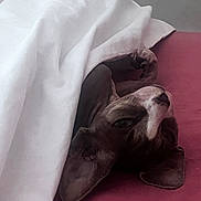 Luna participe au concours pour gagner de l'argent avec cette photo : dog, blanket, bed, resting, cozy, indoor, pet, sleepy, fur, ear, snout, paw, comfort, domestic_animal, mammal, relaxation, canine, lying_down, white_blanket, red_bedspread