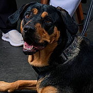 Velcro is registered to the contest to win money with this photo: dog, rottweiler, pet, animal, collar, black_and_tan, canine, leash, floor, indoor, happy, looking_up, ears, mouth_open, fur, domestic_animal, muzzle, eyes, paw, companion